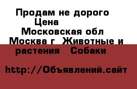 Продам не дорого › Цена ­ 10 000 - Московская обл., Москва г. Животные и растения » Собаки   